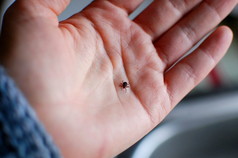 tick hand