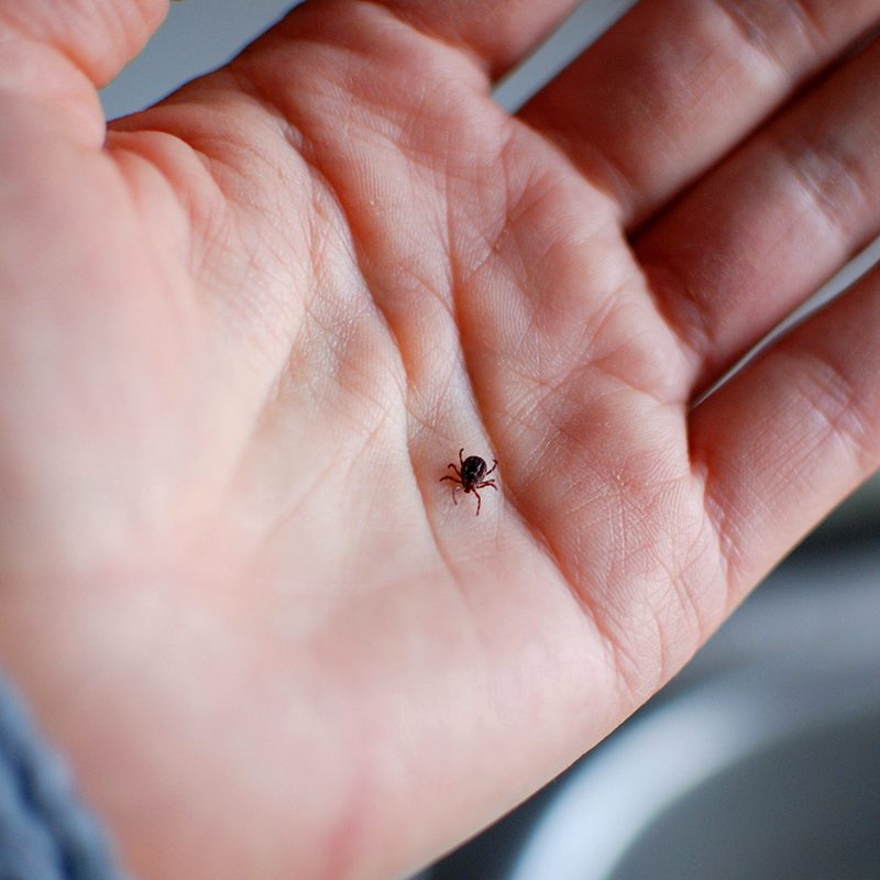 Tick on a hand