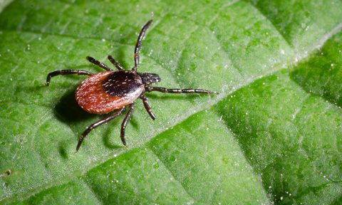 tick leaf