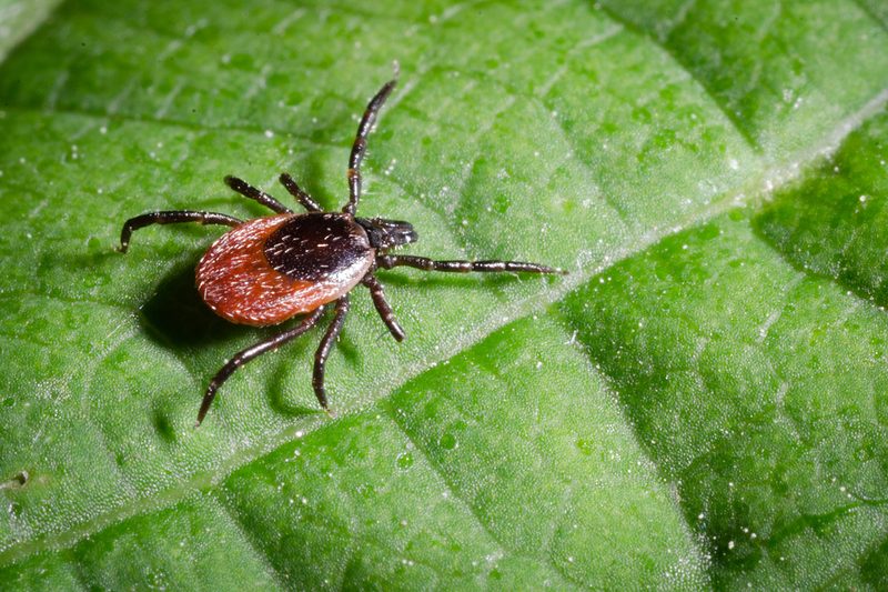 tick leaf