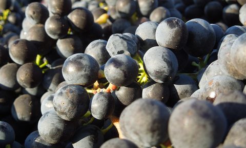 Vidon Vineyard Wine Grapes