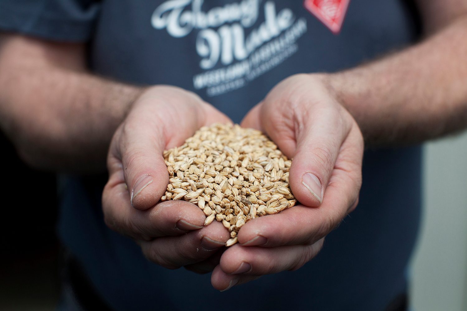 Westland Distillery Barley Research Pale Malt