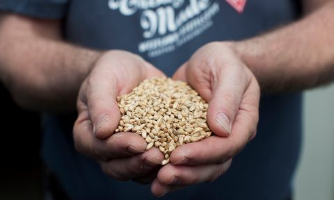 Westland Distillery Barley Research Pale Malt