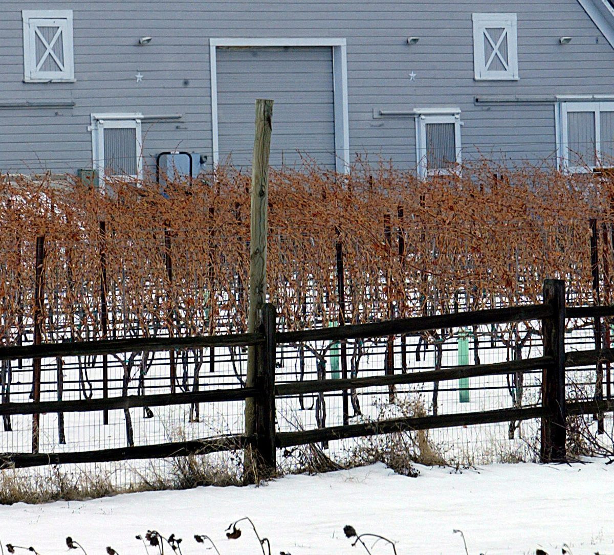 walla walla vineyard in the winter