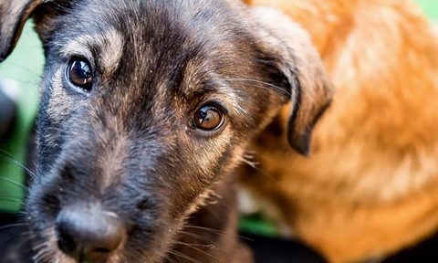 dogs of chernobyl clean futures fund