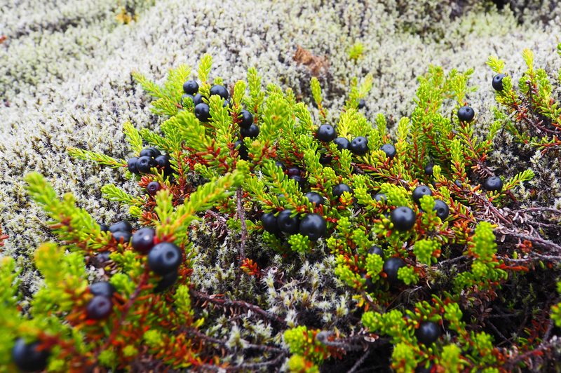 crowberries