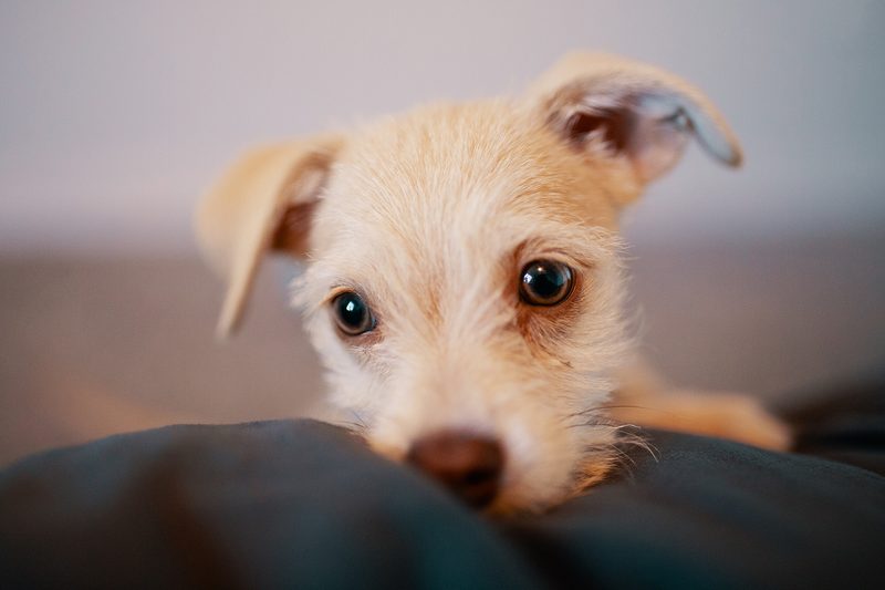 foster puppy