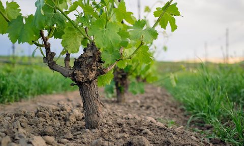 west coast wine future futre of colby kuschatka