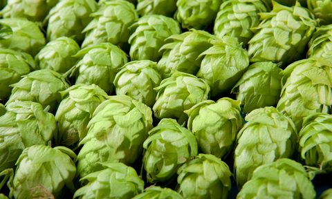 Hops