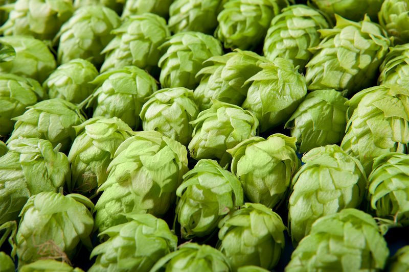 Hops