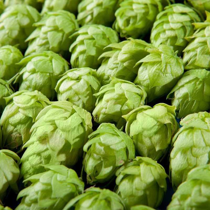 Hops