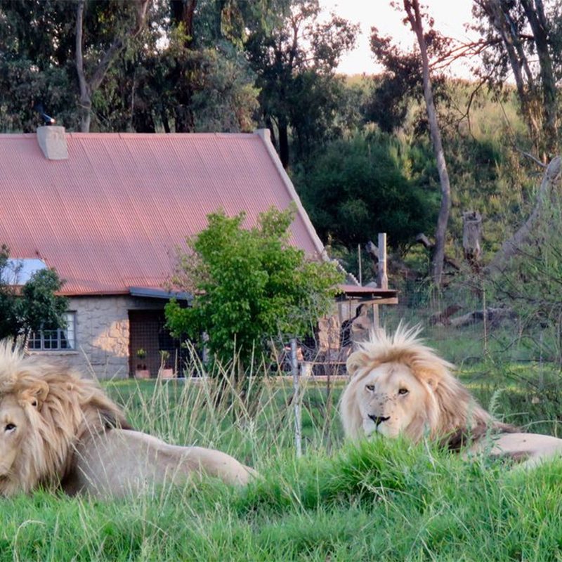 Lion House at-GG Conservation Wildlife Reserve