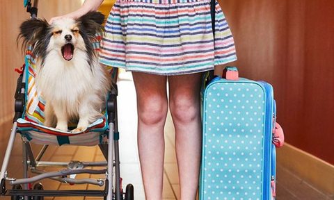 home2suites dog