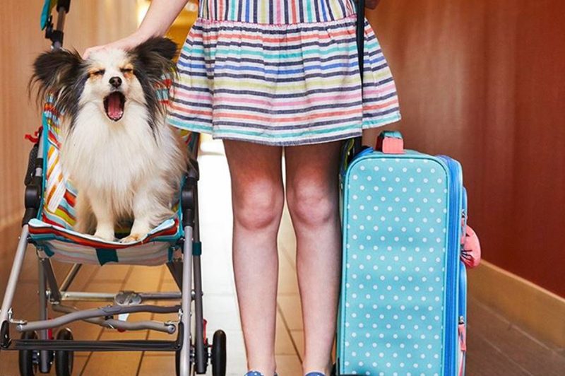 home2suites dog