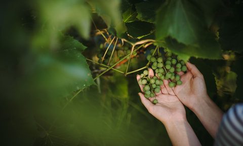 serbian wine guide