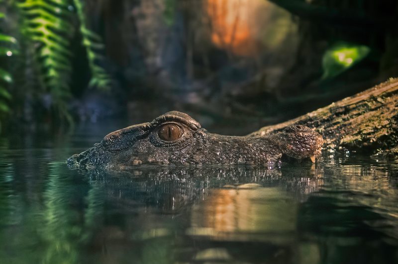 alligator