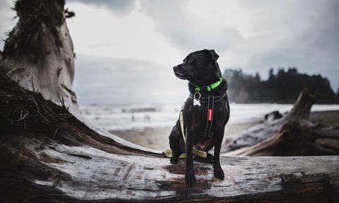 connor the puggle