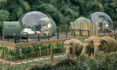 anantara golden triangle elephant camp resort jungle bubble 2