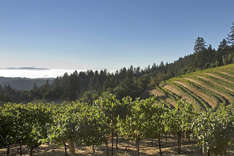 Mt Veeder Winery vineyard view