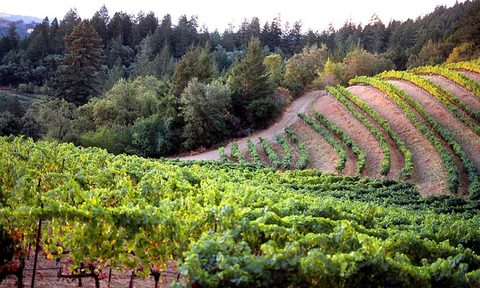 Mt Veeder Winery vineyard view