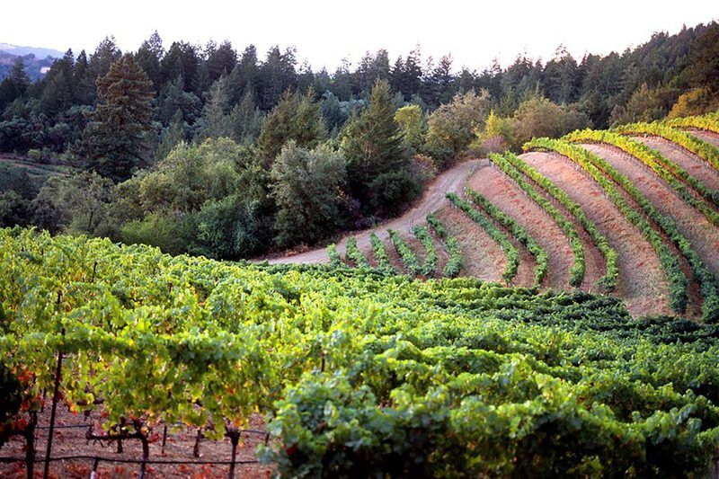 Mt Veeder Winery vineyard view