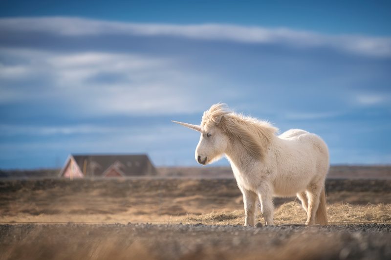 realistic unicorn