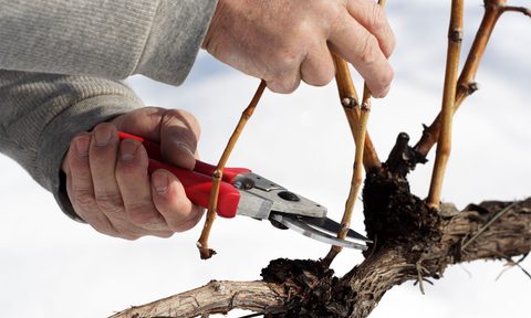winter winemaking roles 3