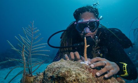 Airbnb Bahamas Sabbatical reef