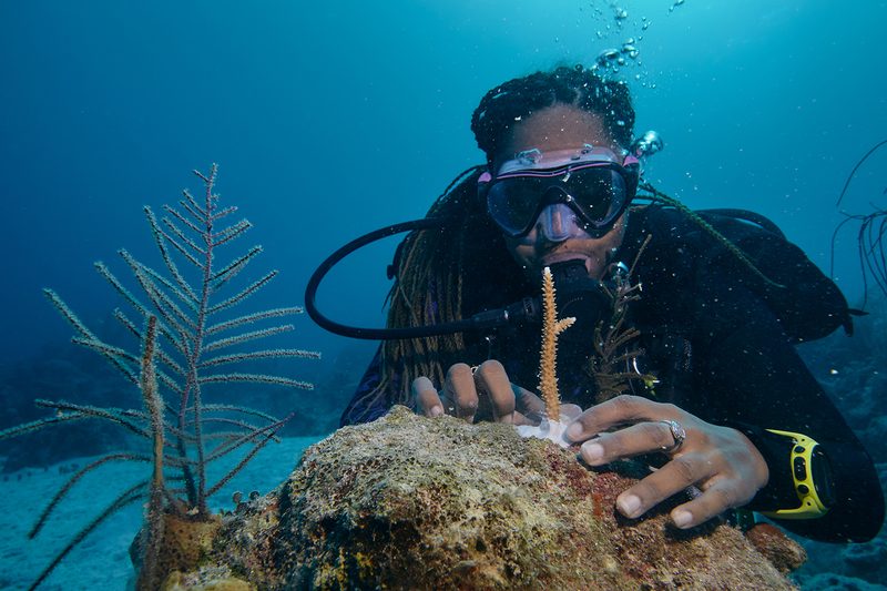 Airbnb Bahamas Sabbatical reef