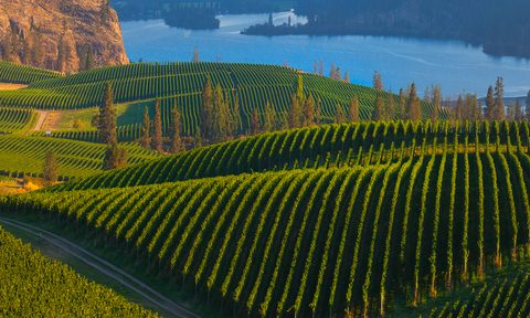 British Columbia Canada Okanagan Wine Country vineyards