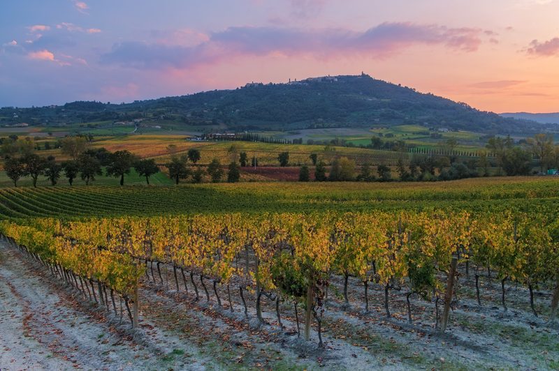 Brunello Montalcino vineyards