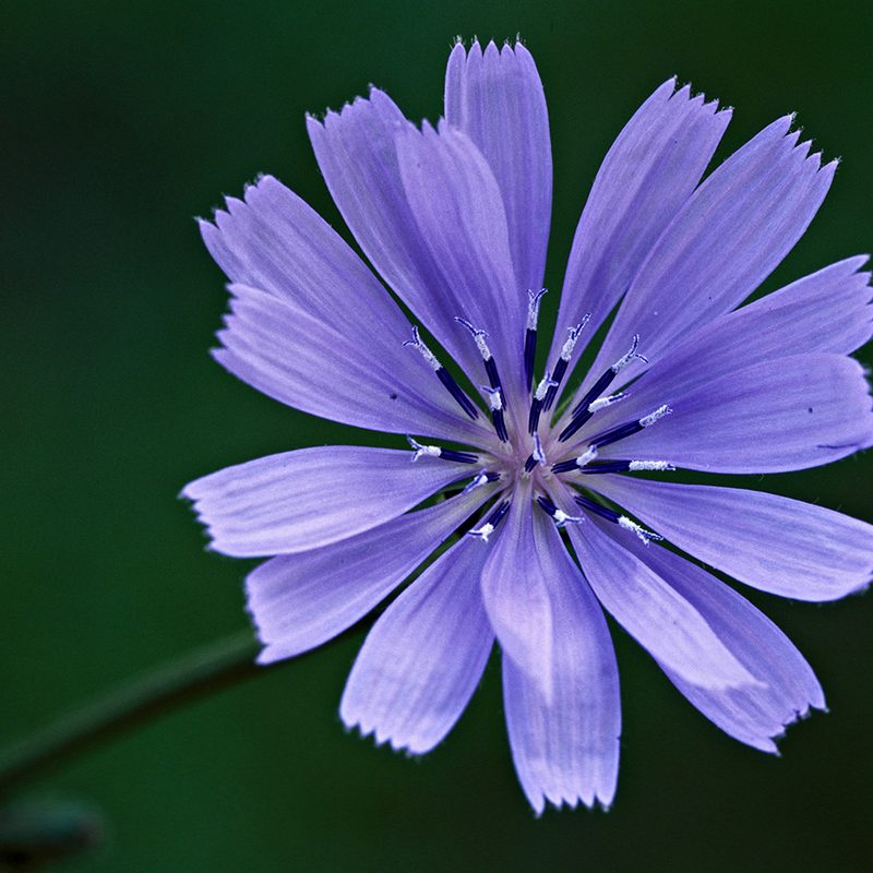 Chicory plant flower