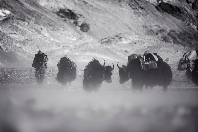 cory richards headshot everest herd