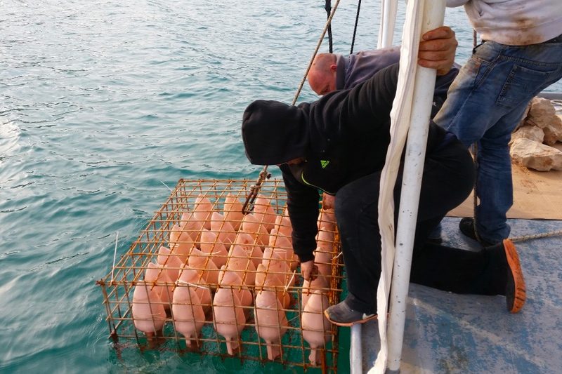 placing bottles of wine underwater