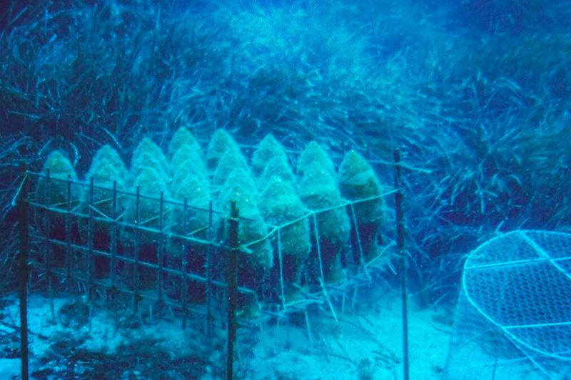 underwater wine
