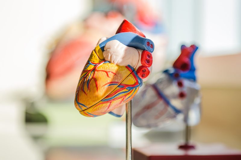 heart health model organ