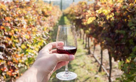 science of drinking at high altitude holding wine vineyard getty