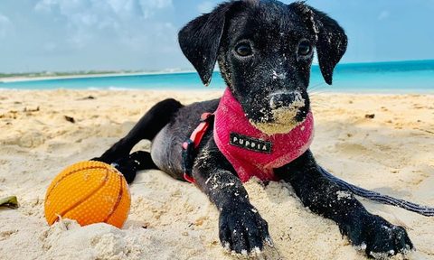 Potcake Place K-9 Rescue