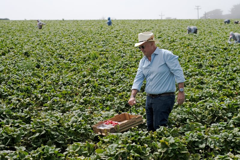 andrew zimmern in the field picking strawberries