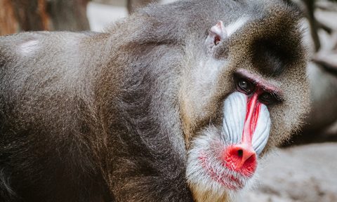 baboon