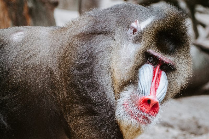 baboon