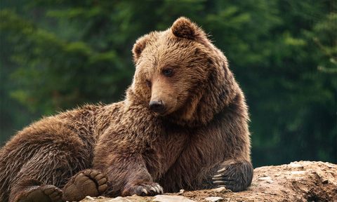 best bear deterrants on amazon in woods