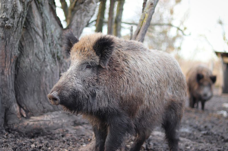 boar in the field