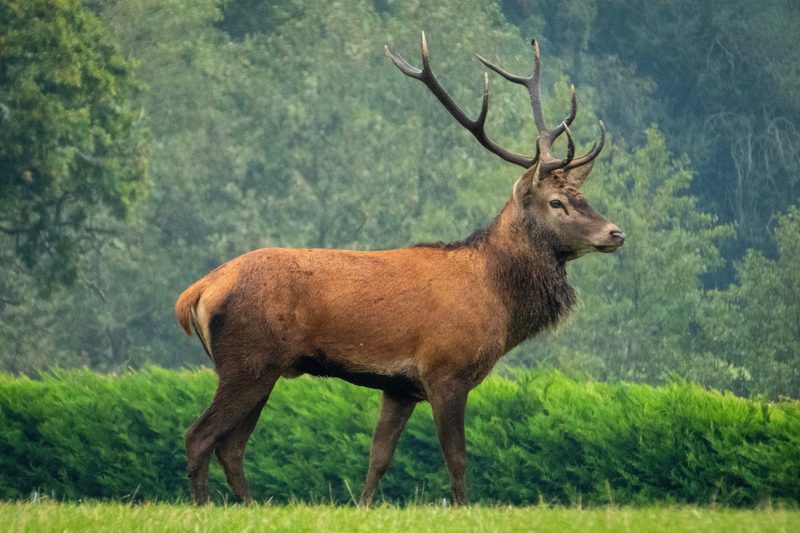 elk in the open field