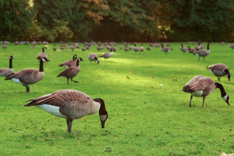 canada geese