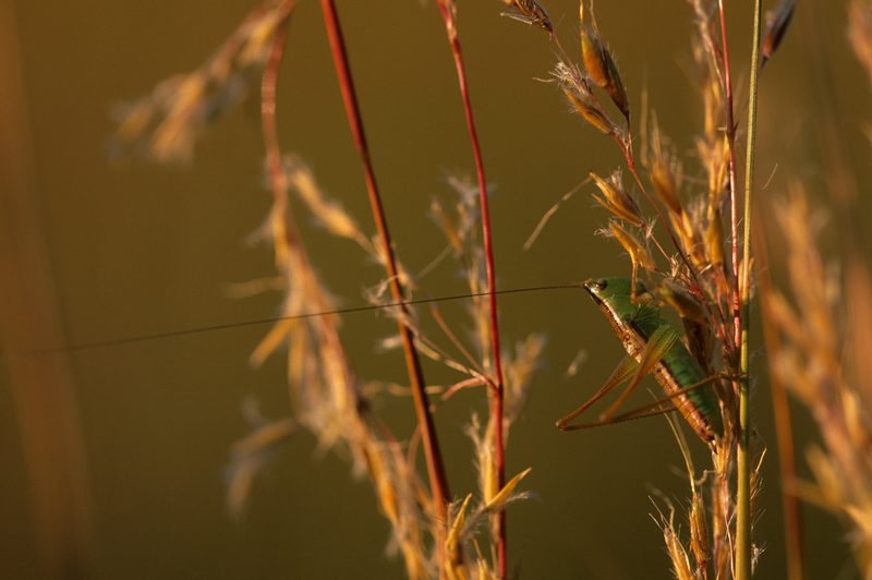 grasshopper