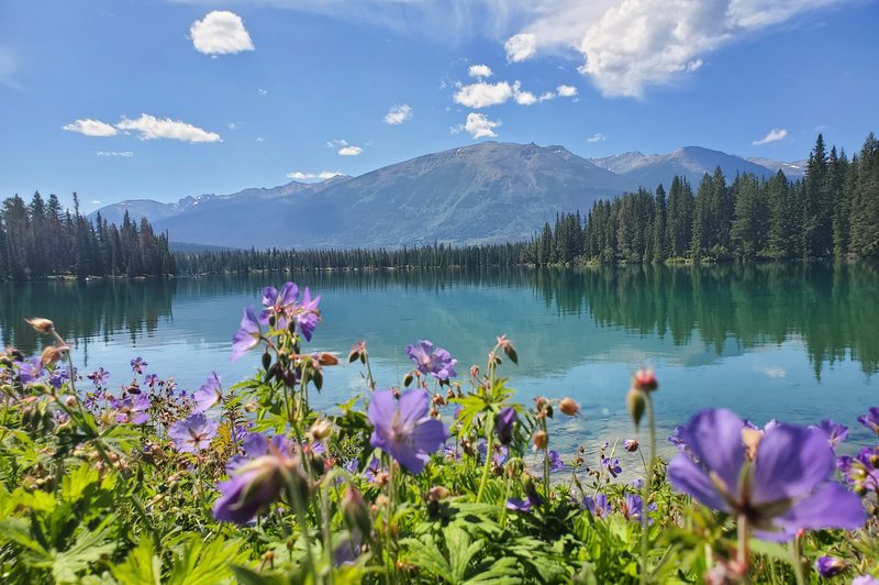 jasper national park spring