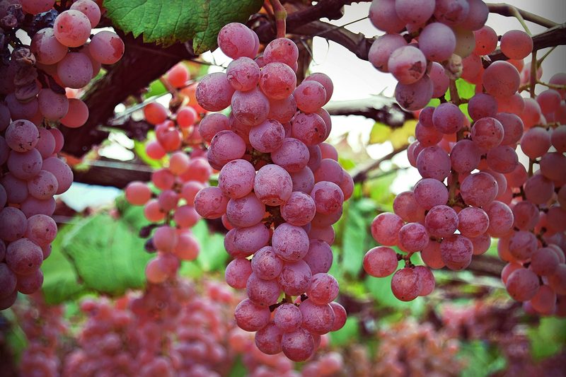 koshu wine grapes vineyard japan