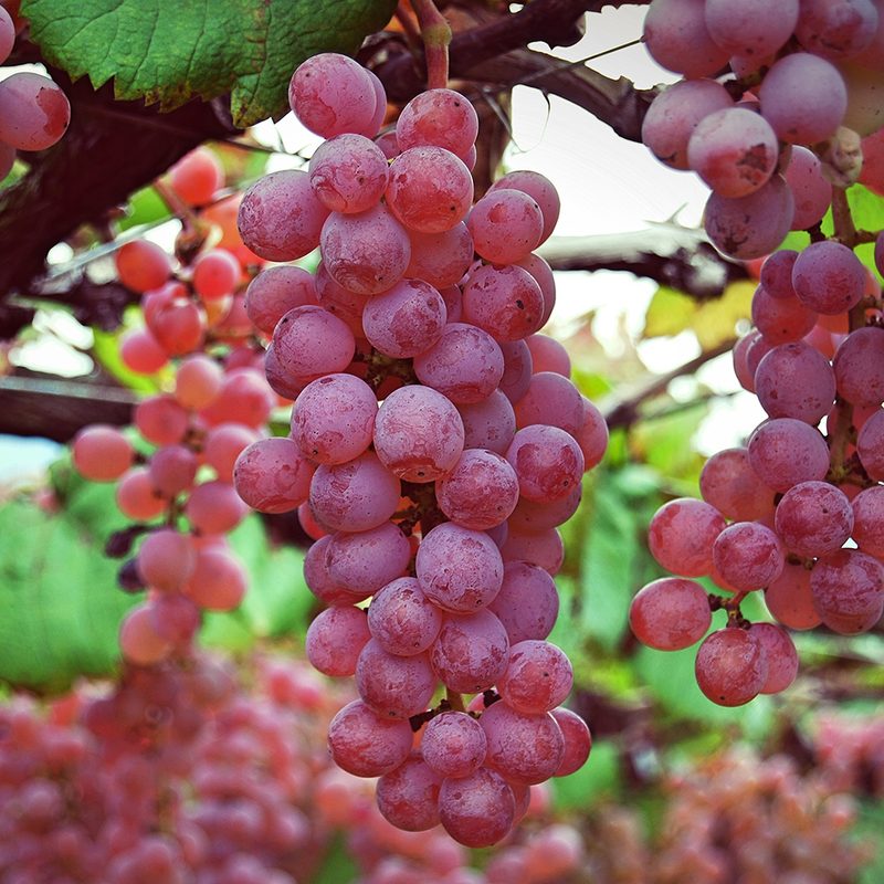 koshu wine grapes vineyard japan