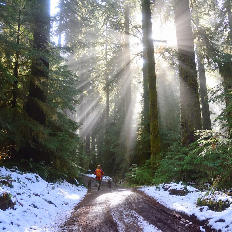 Sunlight bursts through the trees above a woman running on a trail with her dogs.